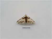 藏品(尺蛾222)的圖片